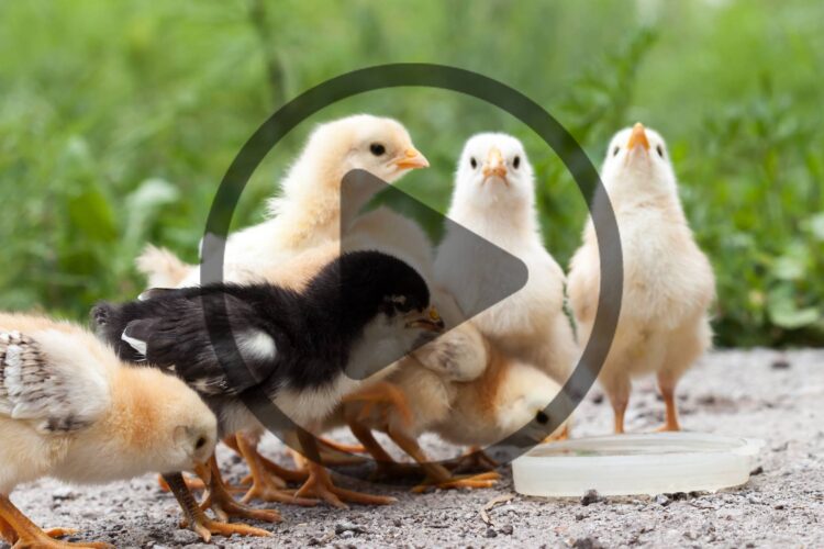 Identifying Poultry and Small Ruminant Diseases